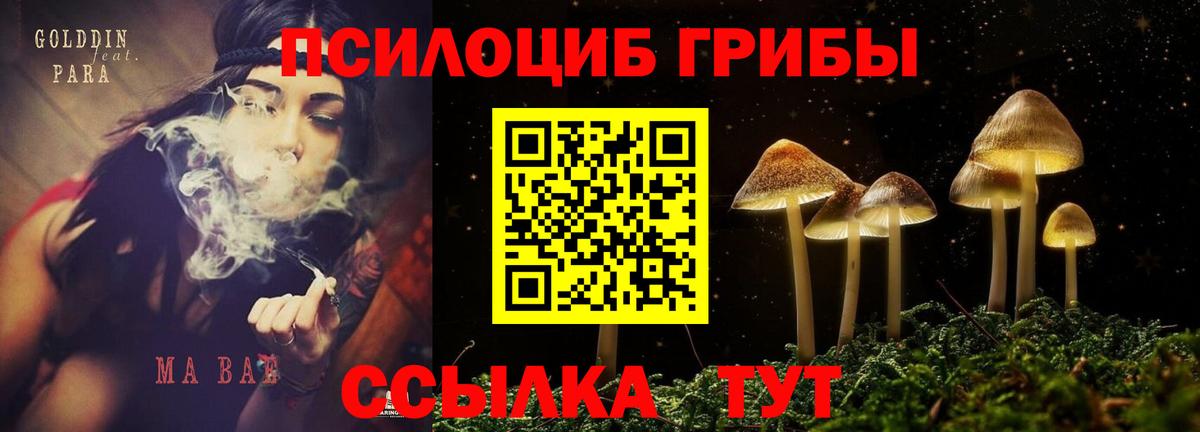 Галлюциногенные грибы мицелий  Вход с VPN  Волгодонск  Галлюциногенные грибы Cubensis 